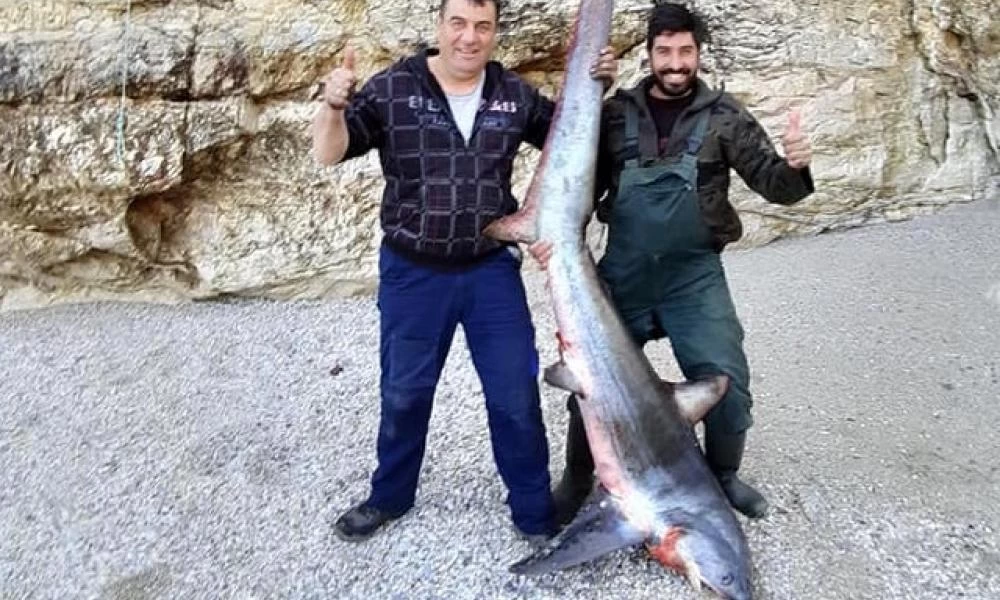 Πήλιο: Ο γαλέος των 140 κιλών-Η μεγάλη ψαριά που έγινε ανάρπαστη